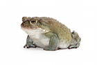 Buy Colorado River Toad