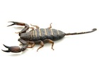 Flat Rock Scorpion