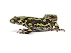 Marbled Newt