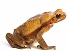 Smooth Sided Toad