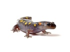 Buy Spotted Salamander