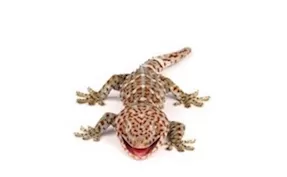 Buy Geckos online