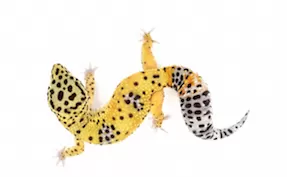leopard-geckos-for-sale