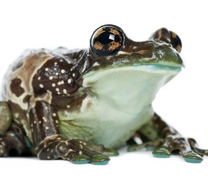 Amazon Milk Frog
