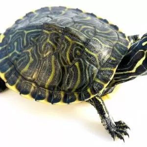 Peninsula Cooter Turtle