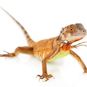 Red Iguana for Sale