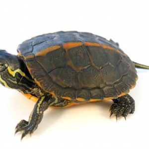 Buy Southern Painted Turtle
