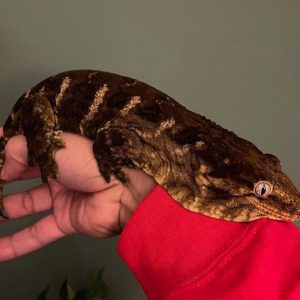 Leachianus gecko