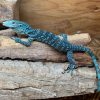 Blue tree monitor for sale