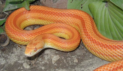 Albino Striped Corn Snake