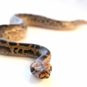 Borneo Blood Python