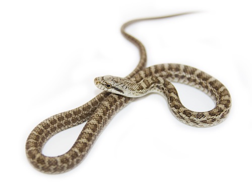 Japanese Kunishiri Rat Snake