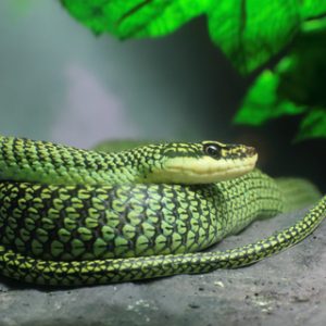 We have a few beautiful Ornate Flying snakes for sale at incredibly affordable prices. These Asian reptiles are capable of gliding flight, and are also mildly venomous. They generally attain a length of approximately 3 to 3.5 feet