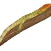 Caiman Lizard for Sale