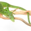 Green Tree Monitor for Sale