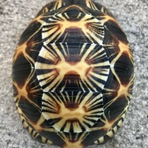 https://backwaterreptilesandlizardsmonitor.com/product/buy-radiated-tortoise-online/