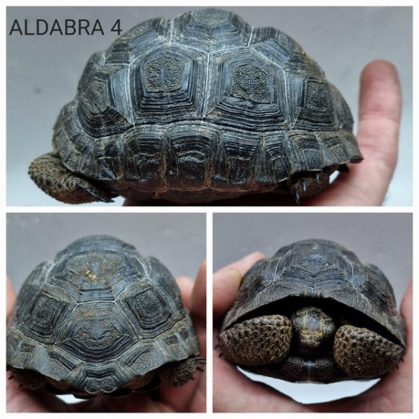 buy Baby Aldabra Tortoises