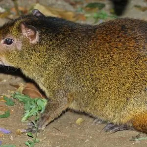 Red Rumped Agouti