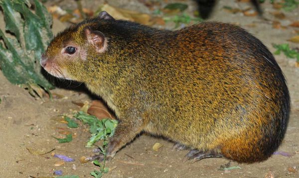 Red Rumped Agouti