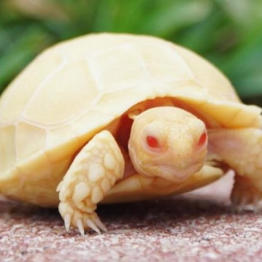 Buy Albino Sulcata tortoises