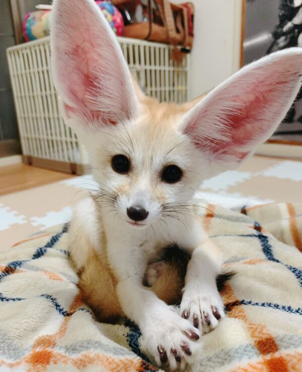 Buy Baby Fennec Foxes