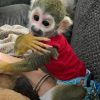 Baby squirrel Monkey