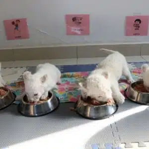 BUY WHITE LION CUBS