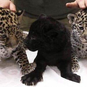 animal panthers cubs